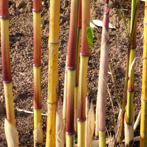 Phyllostachys aureosulcata aureocaulis, bambù ornamentale