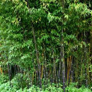 Phyllostachys nigra, bambù ornamentale