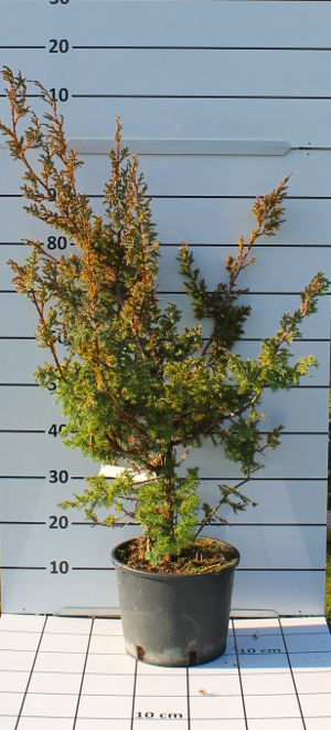 PCOV juniperus chinensis blue alps t24B
