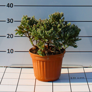 PCOV juniperus squamata blu star t15