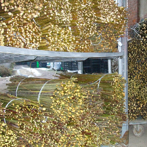 Salix eleagnos - salice ripaiolo, forestale autoctona