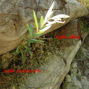 Salix purpurea - salice rosso, forestale autoctona