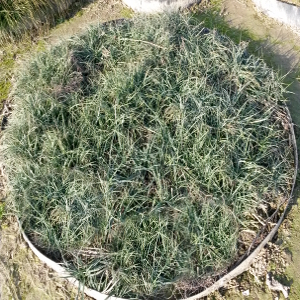  Carex flacca graminacea sempreverde cespitosa