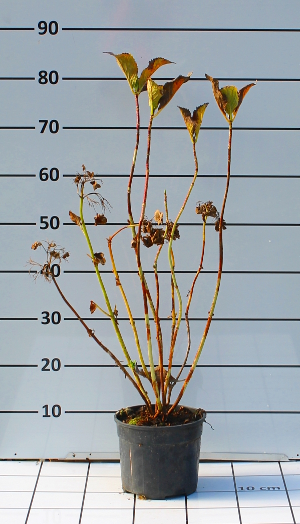 PORV hydrangea macrophylla blu t18
