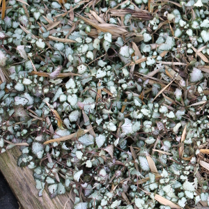 lamium maculatum silver beacon, erbacea perenne