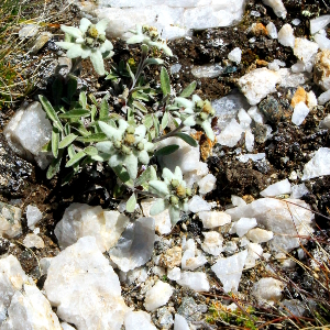 leontopodium alpinum, erbacea perenne