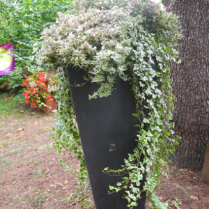 Hedera helix elegantissima - pianta rampicante