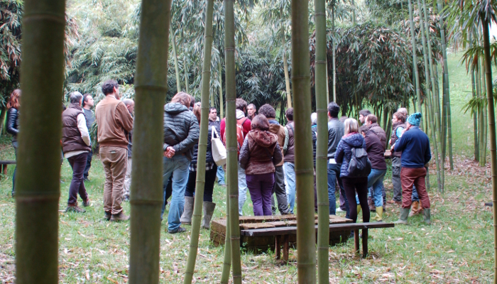 bambuseto di moso il bambu gigante produttivo