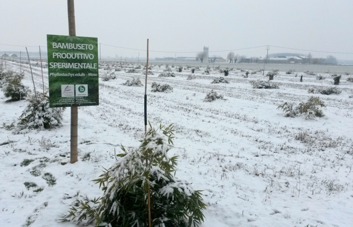 bambuseto sperimentale di bambu gigante - moso