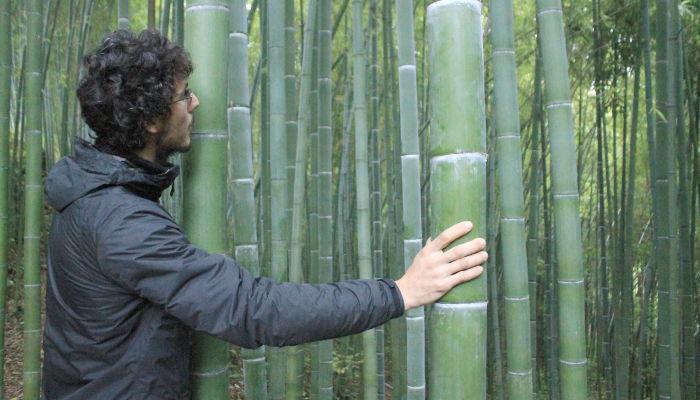 bambuseto di moso il bambu gigante produttivo