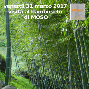 bambuseto di moso il bambu gigante produttivo