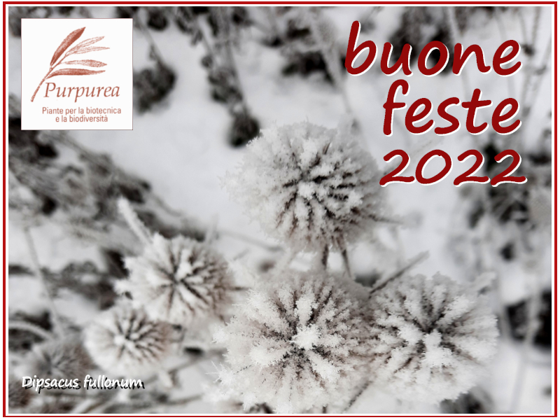 221225 auguri feste purpurea 02