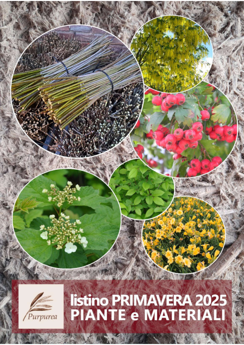 250201 listino purpurea 2025 02