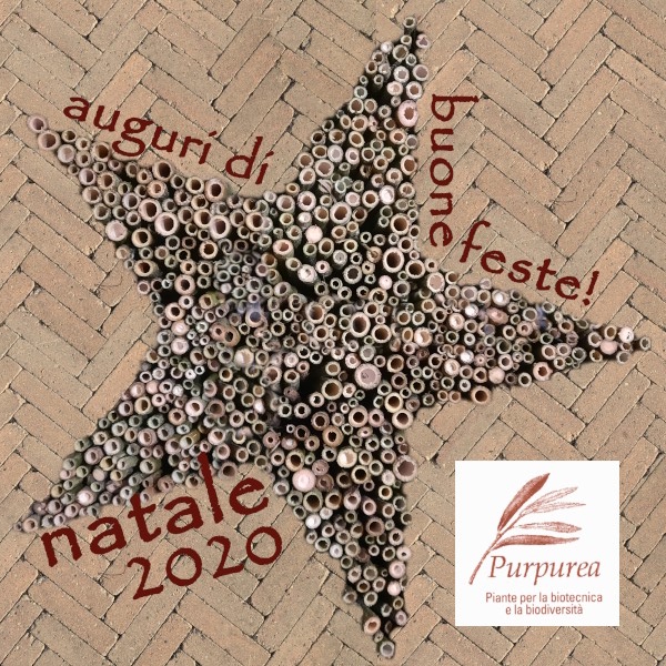 natale 2020 purpurea 01