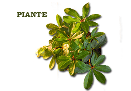 piante