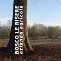 LOG bosco lerisere 200