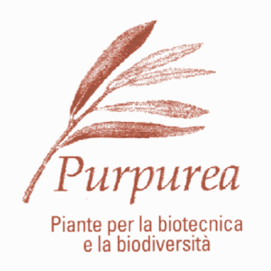 LOG purpurea 300