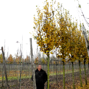 acer campestre lienko foglia gialla autunnale, albero ornamentale