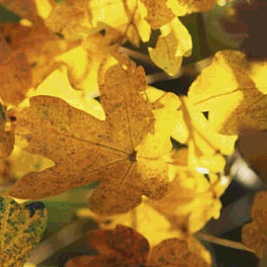 acer campestre lienko foglia gialla autunnale, albero ornamentale