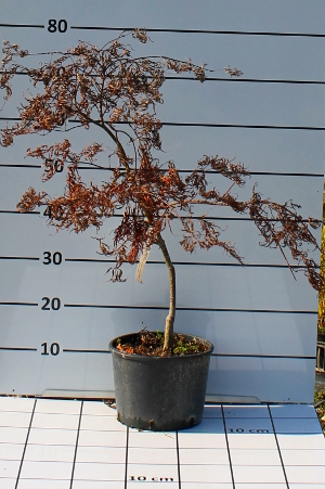 PALV acer palmatum garnet t20B