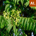ailanthus altissima 0i