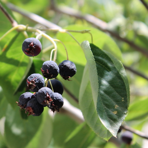 PAL amelanchier lamarchii 01