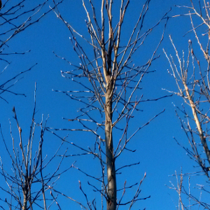 PAL carpinus betulus fastigiata, albero ornamentale