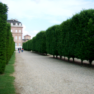 carpinus betulus fastigiata, albero ornamentale