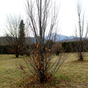carpinus betulus fastigiata, albero ornamentale