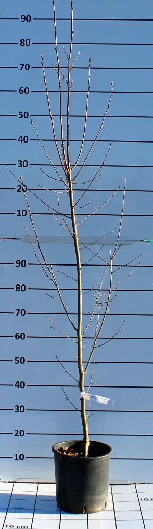 PALV carpinus betulus  fastigiata t18