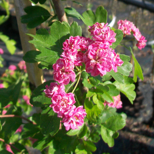 PAL crataegus laevigata paul scarlet, albero ornamentale