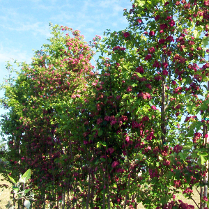 crataegus laevigata paul scarlet, albero ornamentale