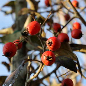 PAL crataegus carrieri lavallei, albero ornamentale