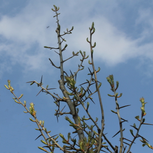 crataegus carrieri lavallei, albero ornamentale