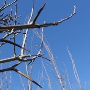 crataegus carrieri lavallei, albero ornamentale