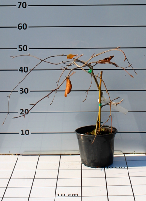PALV fagus sylvatica pendula rosso t15