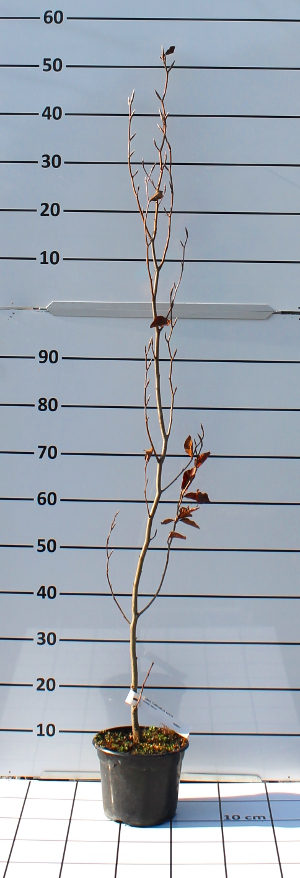 PALV fagus sylvatica piramid.giallo t19