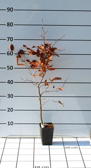 PALV fagus sylvatica purpurea q913