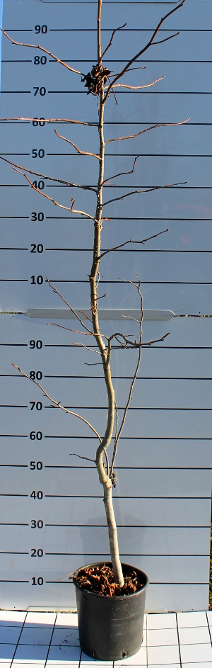 PALV liquidambar styracifula t22