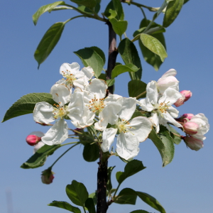 PAL malus perpetu evereste, albero ornamentale