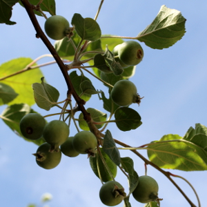 malus perpetu evereste, albero ornamentale