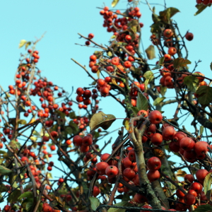 malus perpetu evereste, albero ornamentale