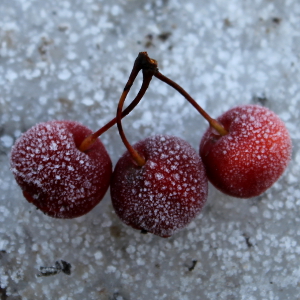 malus perpetu evereste, albero ornamentale