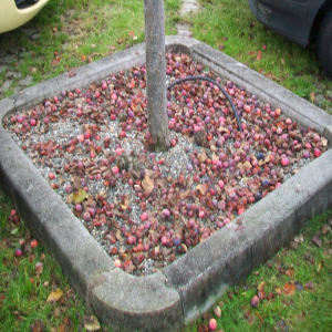 malus perpetu evereste, albero ornamentale