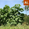 paulownia tomentosa 0I