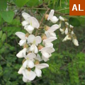 robinia pseudoacacia esotica invasiva