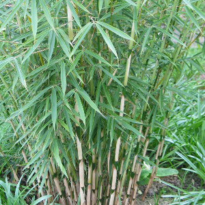  fargesia robusta campbell, bambù