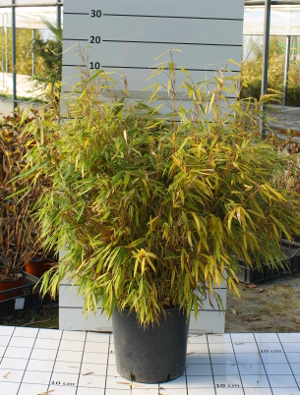 PBAV fargesia rufa nana t30