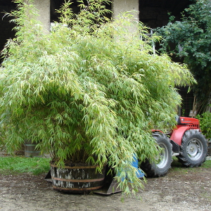 Fargesia rufa - Fargesia rufa nana, bambù