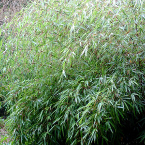 Fargesia rufa - Fargesia rufa nana, bambù